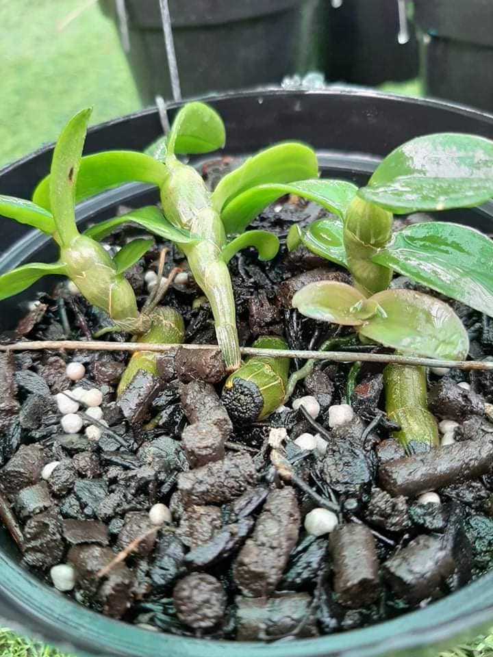 phong lan phi điệp (ám mắt trâu phú thọ)