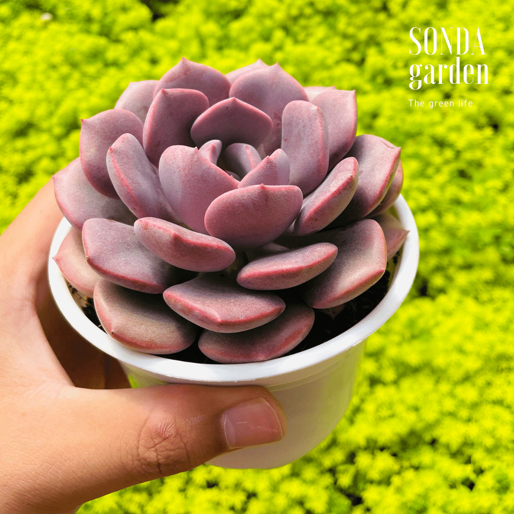 SEN ĐÁ HỒNG HOA SIZE TRUNG BÌNH LỖI 1 ĐỔI 1