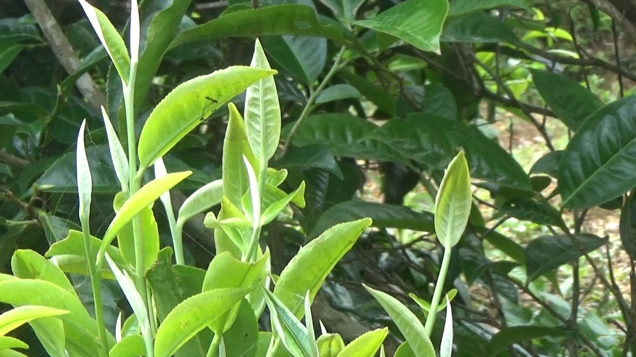 cây giống trà tiến vua Hà Giang