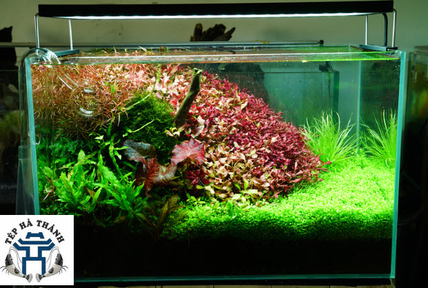 [Hoàn Tiền 10%] Đèn LED Cao Cấp Chihiros WRGB 2 120cm