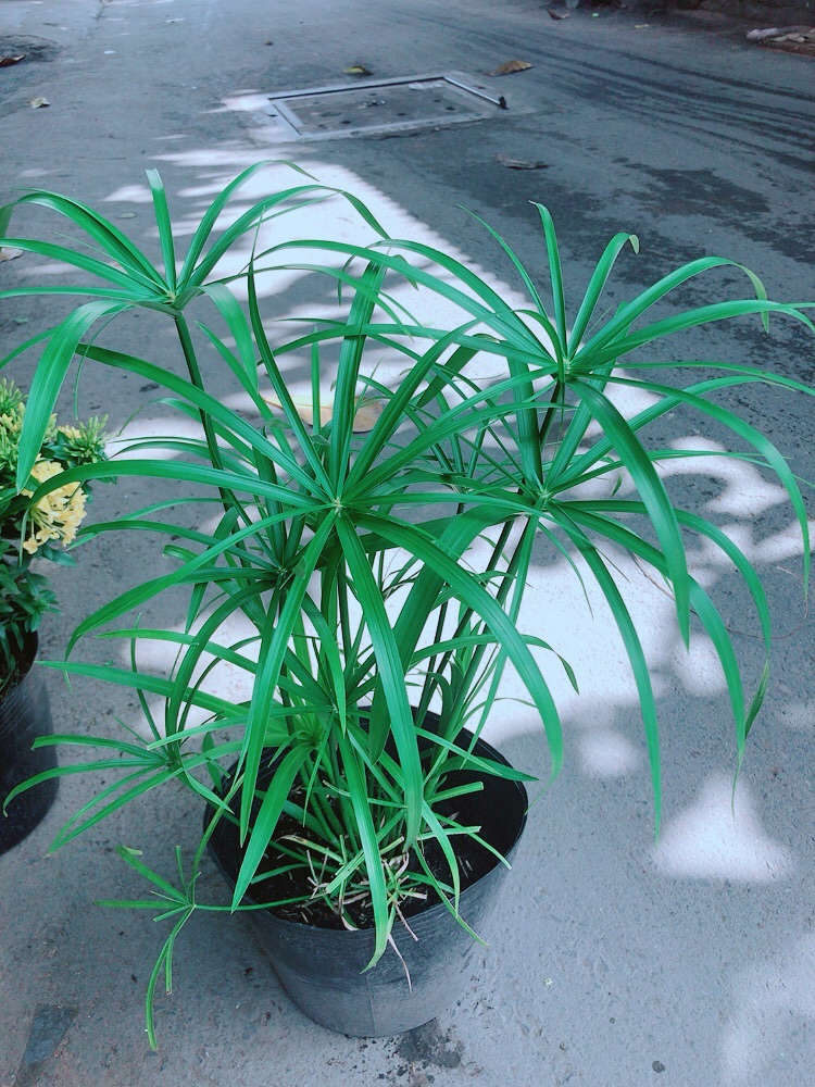 Cây Thuỷ Trúc