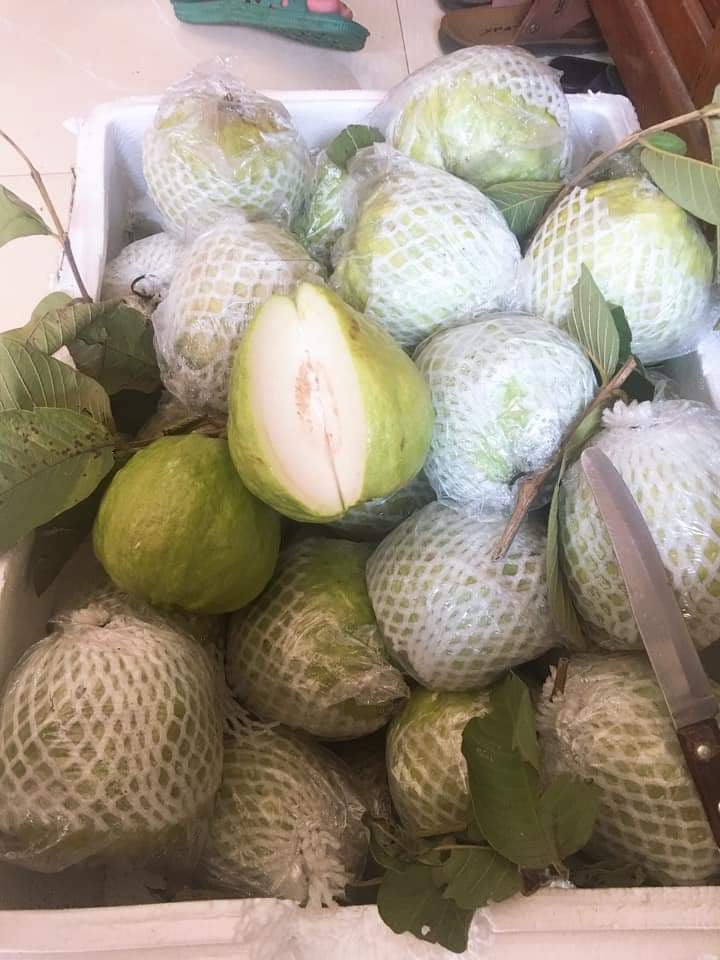 [ 500 cái ] 1.5KG TÚI XỐP BAO ,BỌC ỔI LỒNG SẴN ĐẨY ĐỦ thun xốp bì