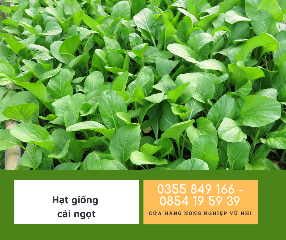 Hạt giống rau cải ngọt 20gr