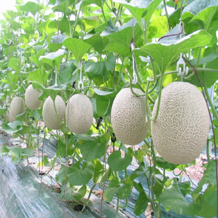 Hạt giống Dưa Lưới F1