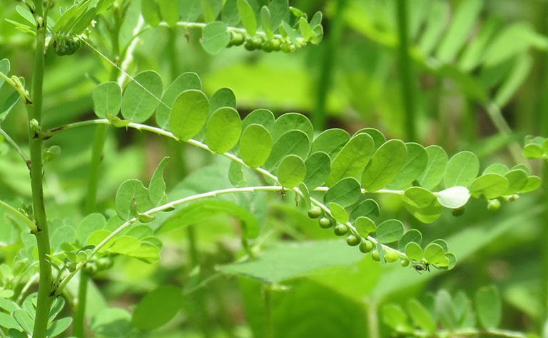 DIỆP HẠ CHÂU (Cây chó đẻ răng cưa) 200g