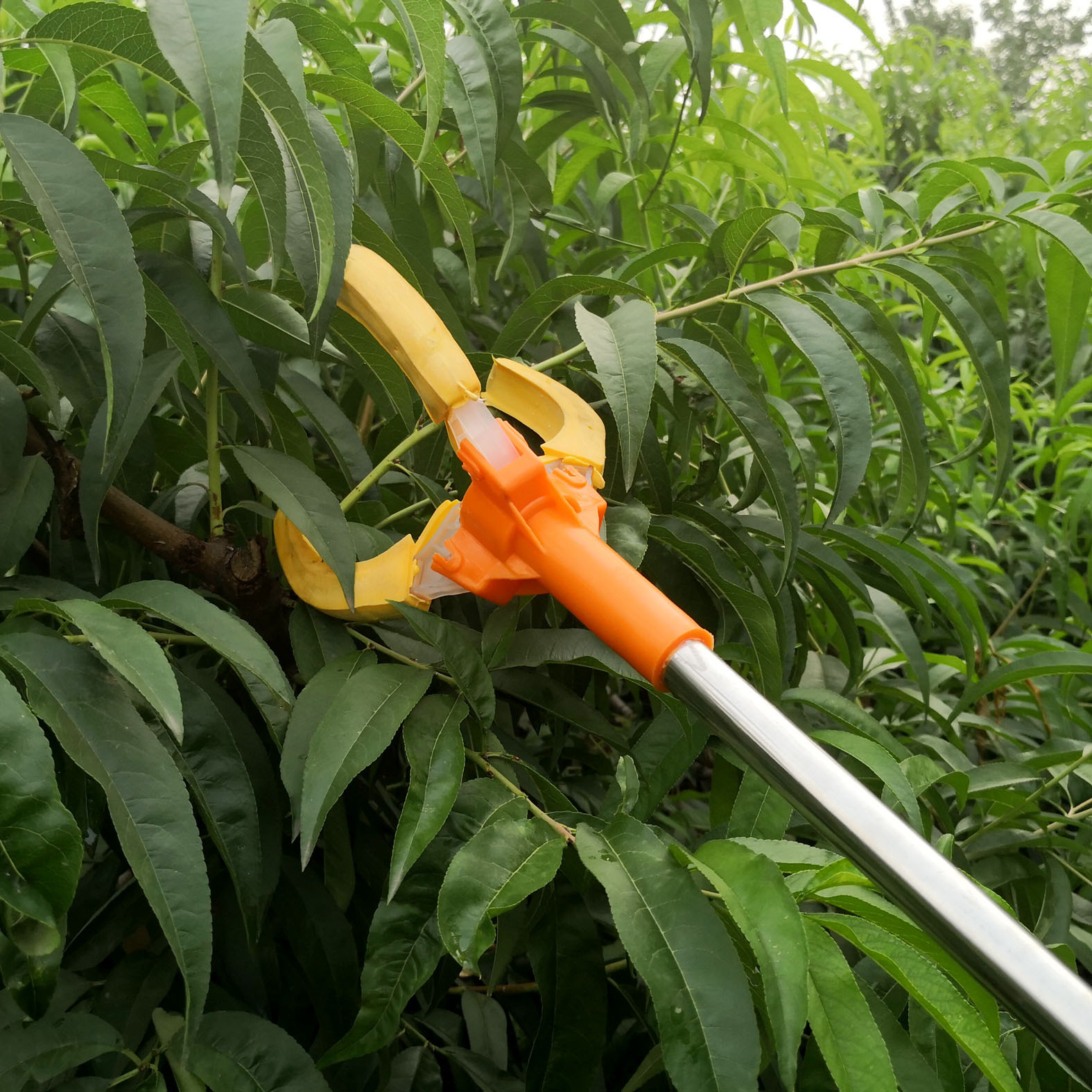 Dụng cụ thu hoạch trái cây