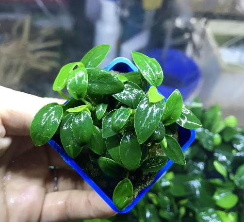 Cây ráy “nana tàu” lá nhỏ