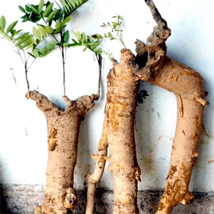 cây mật nhân khô 1kg