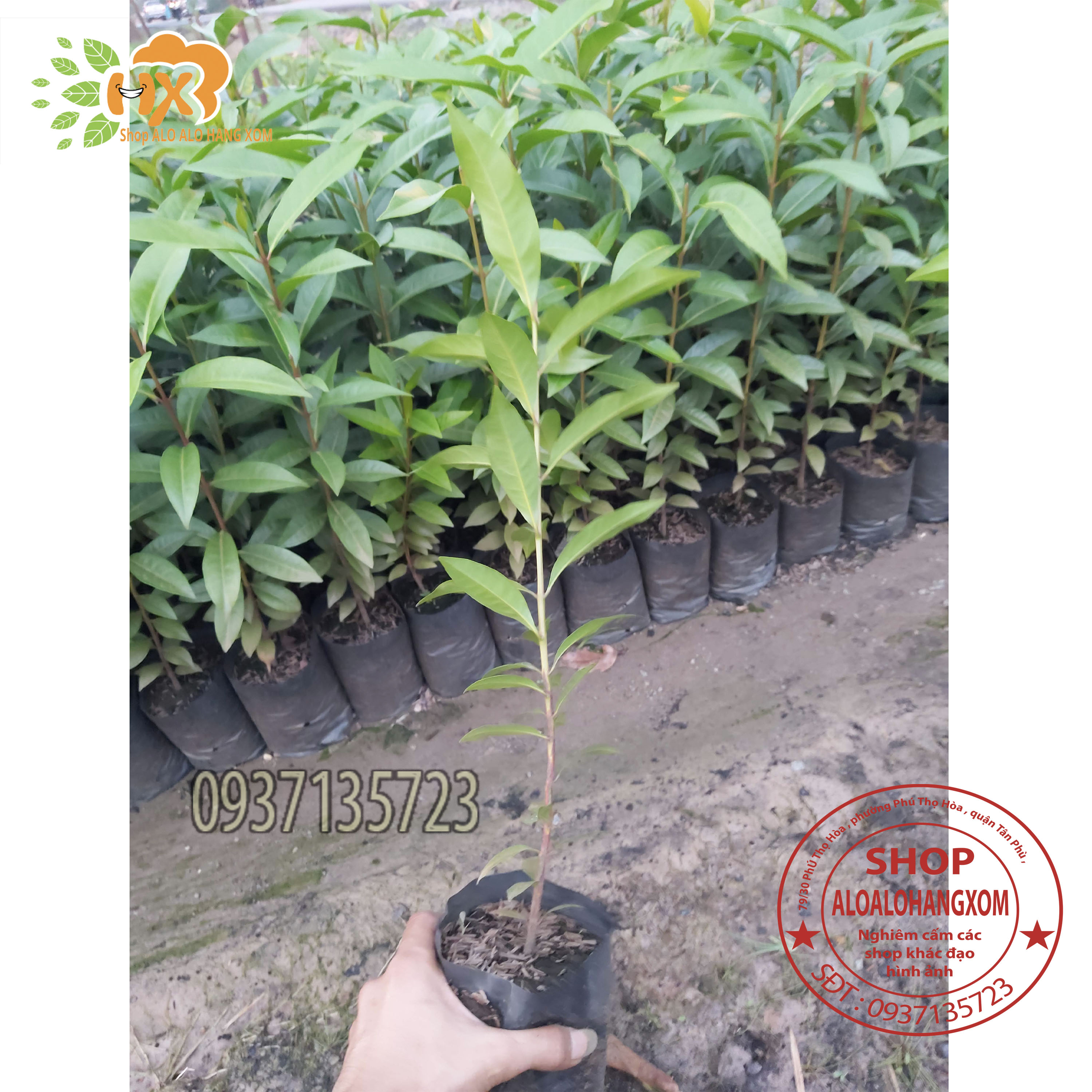 cây vối cây giống -combo 5 cây