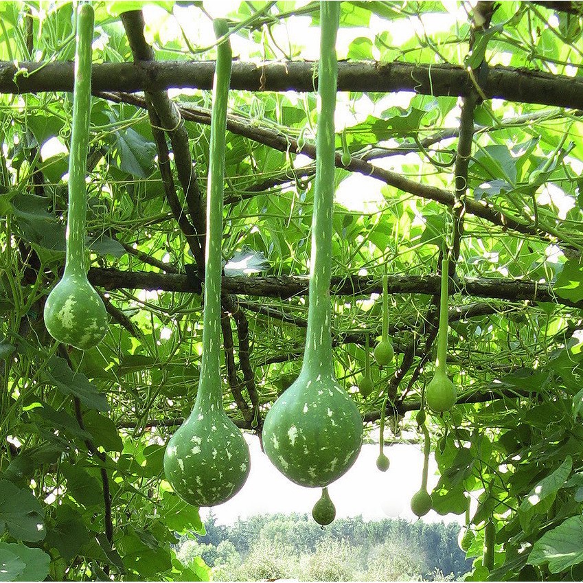 Gói 5 hạt giống bầu gáo dừa