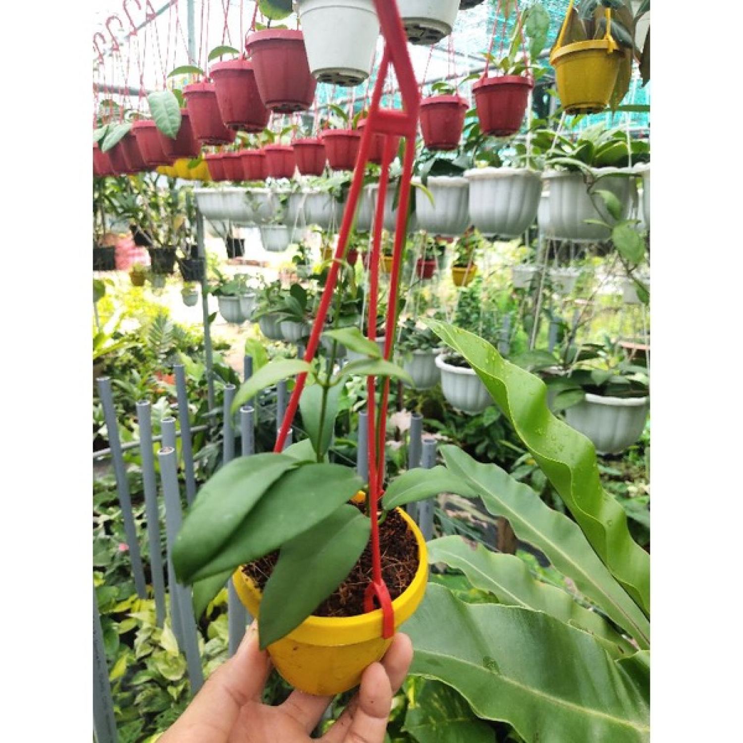 Cẩm cù nhiều loại ngẫu nhiên (không trùng loại)