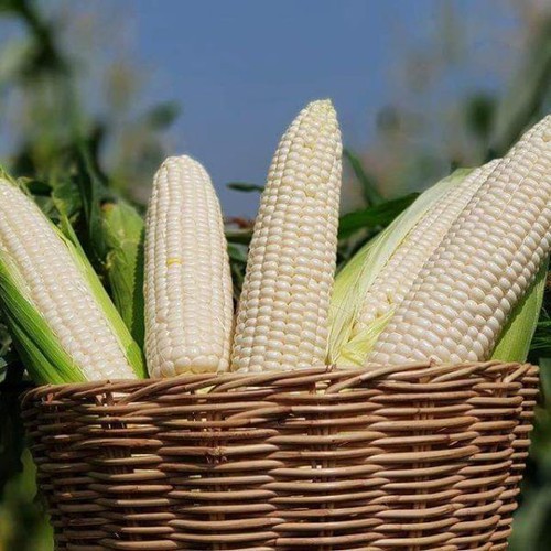 Hạt Giống Bắp Nếp Lai MX10 (500g)
