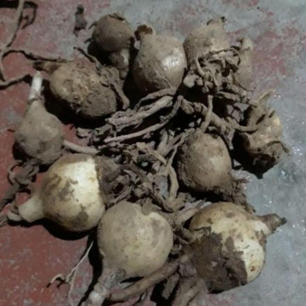 Củ hoa hồng tú cầu loại nhỏ