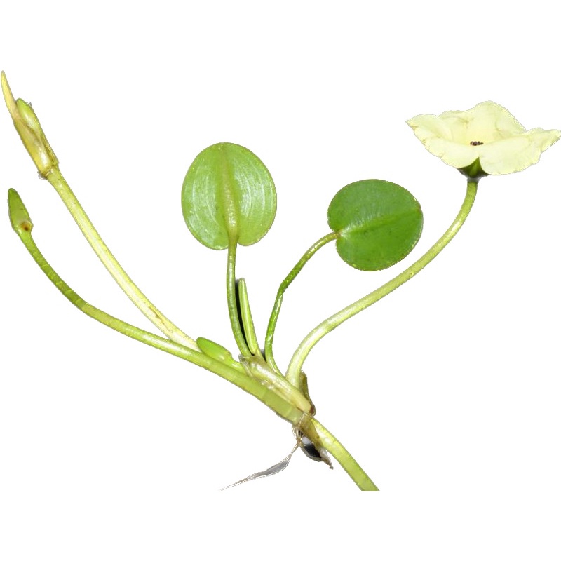 Hydrocleys Nymphoides - Cây Thuỷ Quỳnh - Cây Thuỷ Sinh