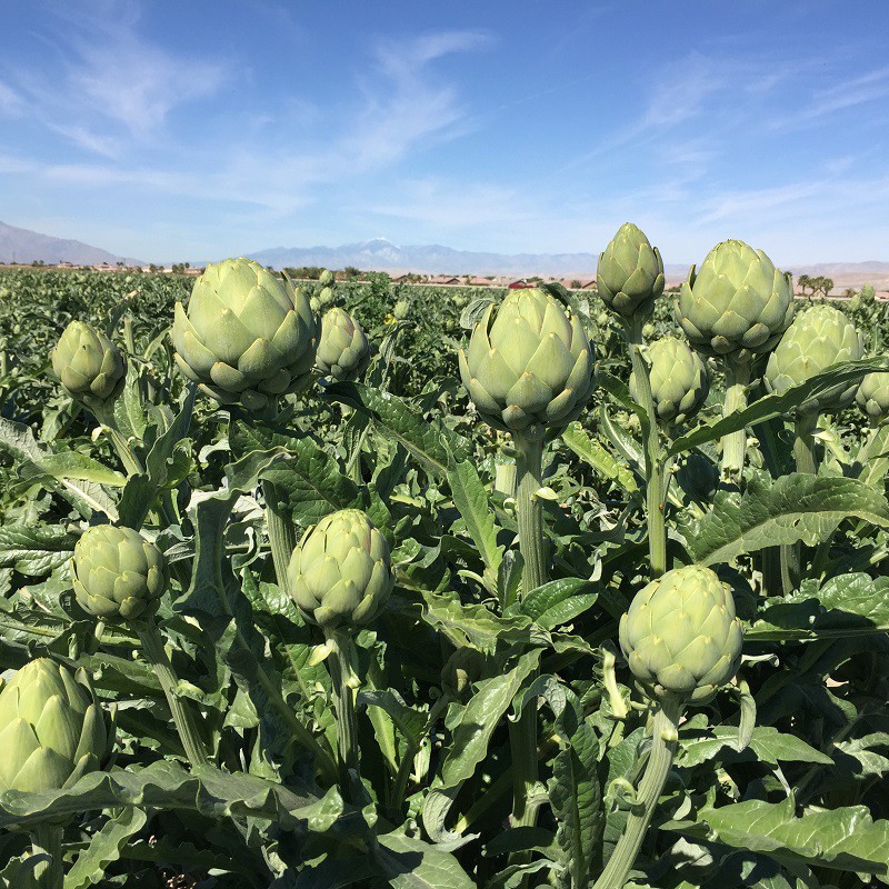 MJ122 Gói Hạt Giống Atiso Đà Lạt Bông Xanh 20 hạt Giống Mới Chịu Nhiệt 4 Mùa