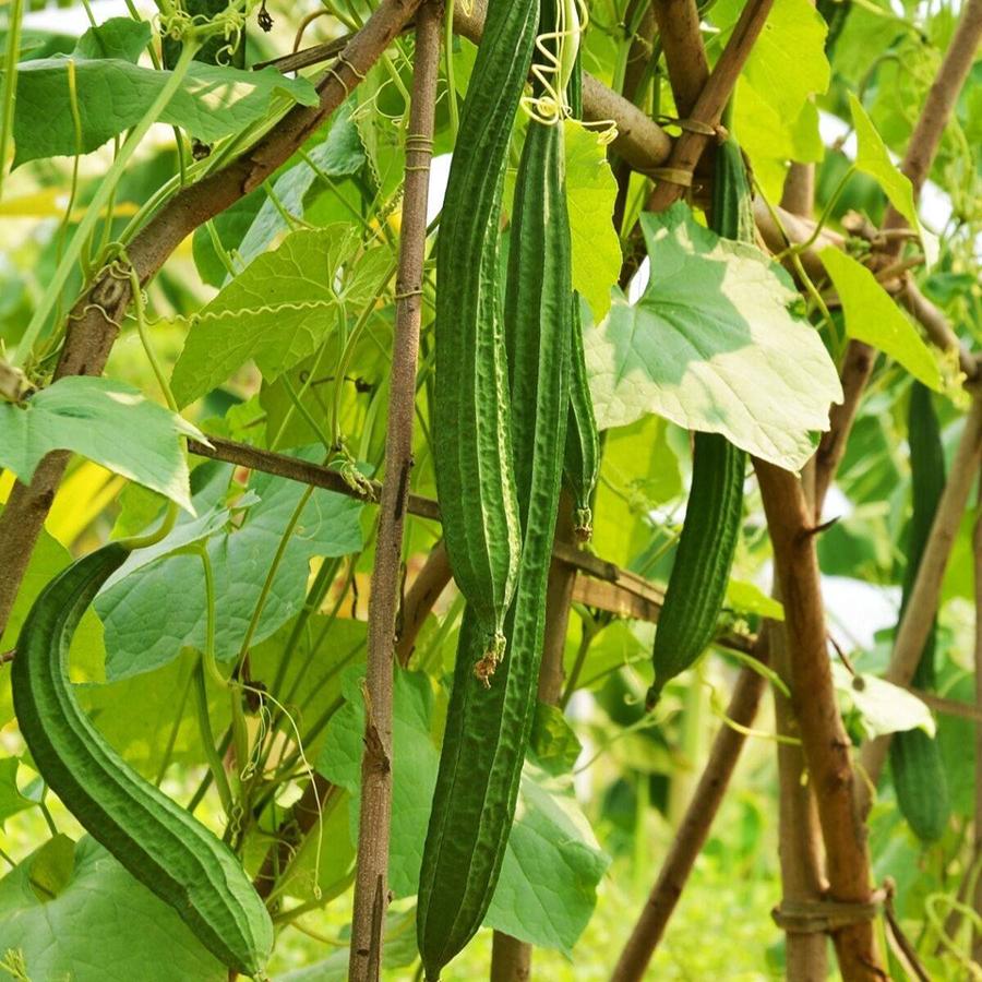 Hạt Giống Mướp Khía Ngon Ngọt