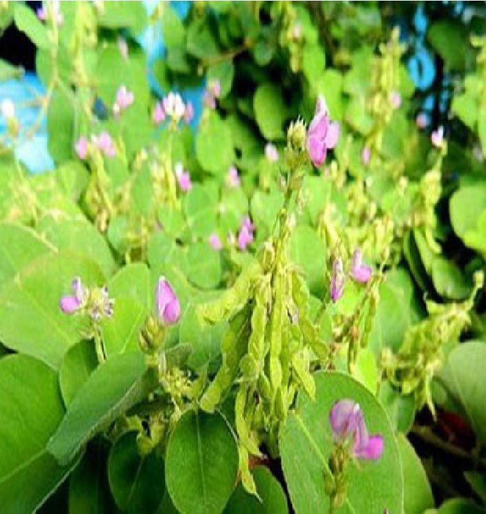 Hạt Giống Kim tiền thảo ( cây dược liệu ) - Gói 50 hạt