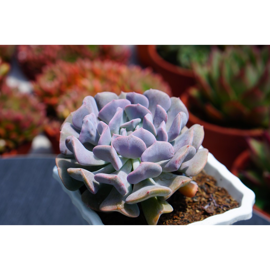 SEN ĐÁ CÚC TÍM CHẬU VUÔNG 10CM - LỖI 1 ĐỔI 1