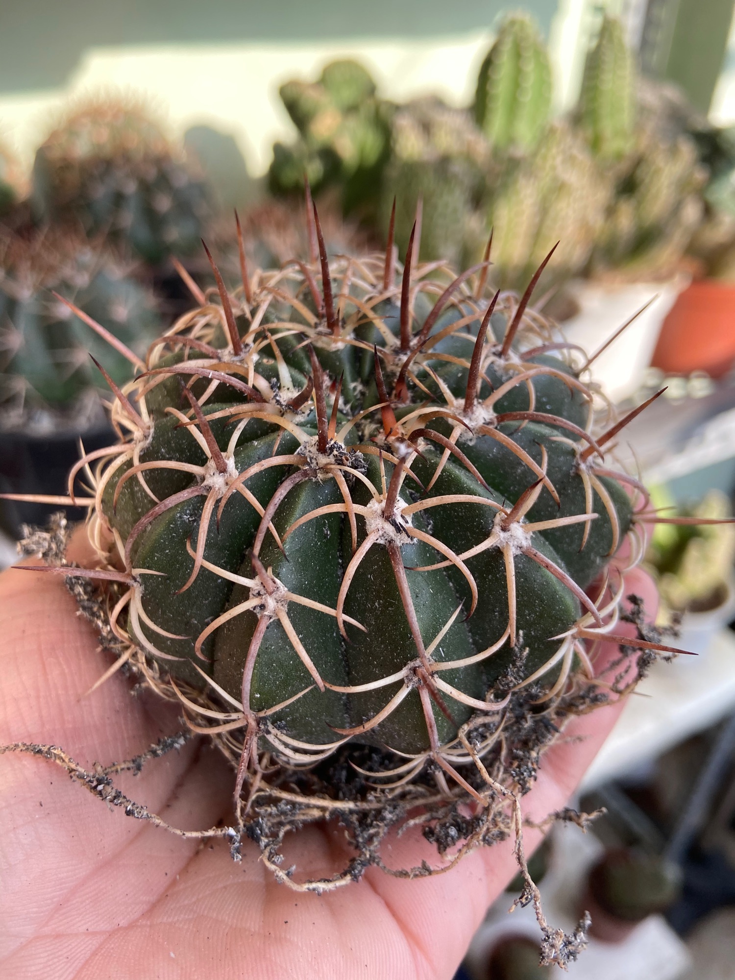 [HCM]Xương Rồng Gai Xoắn 6-7cm