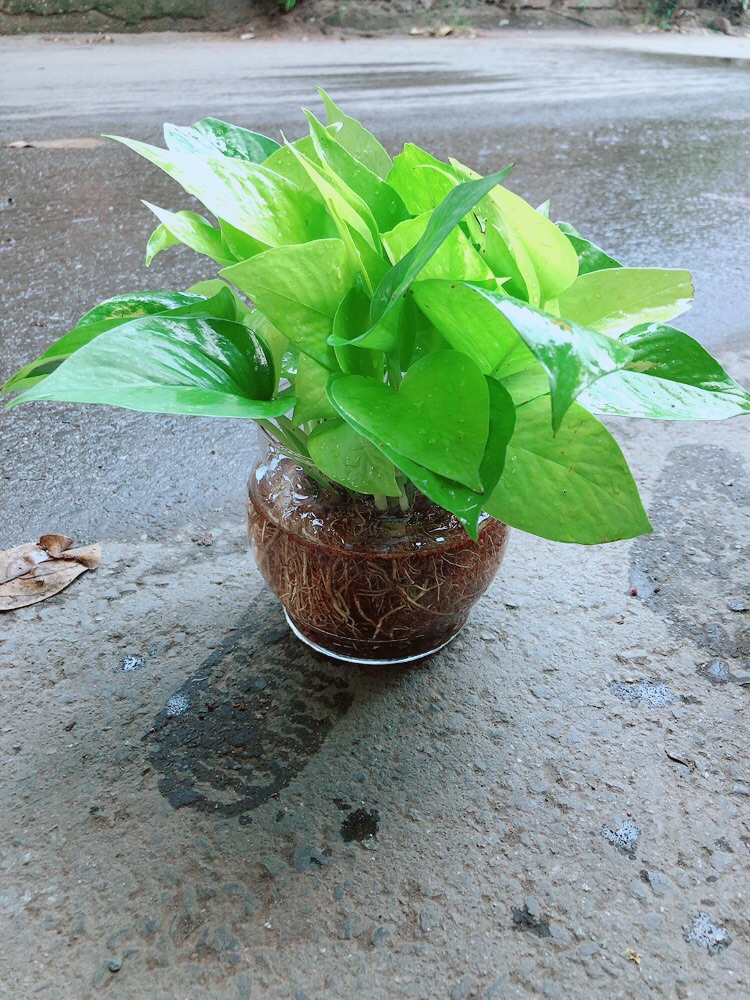 Trầu Bà Thái Vàng Thuỷ Sinh