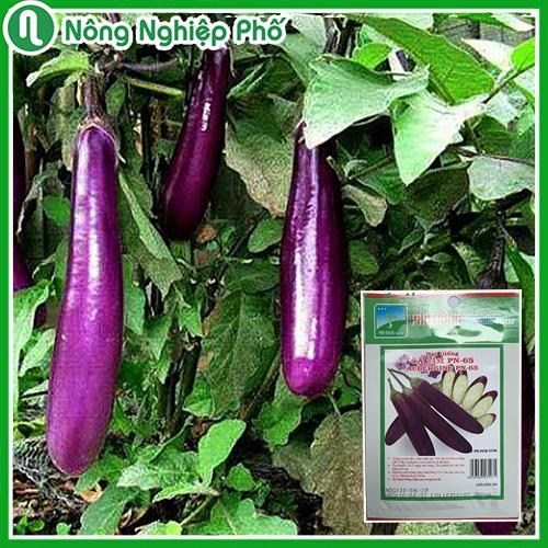 Hạt giống cà tím phú nông - gói 0.2 gram - nông nghiệp phố