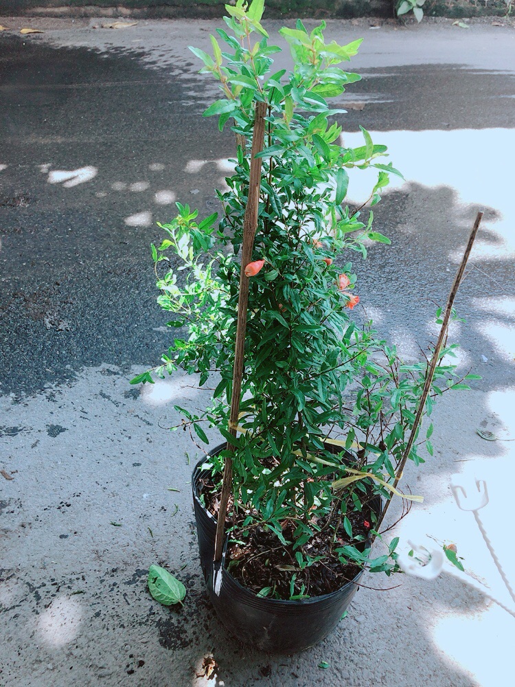 Cây Lựu Cho Nhiều Quả
