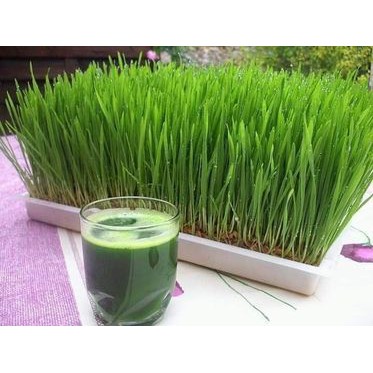 Hạt Giống Cỏ Lúa Mì (Mầm Lúa Mạch) Dễ Trông, Thơm Ngon Gói