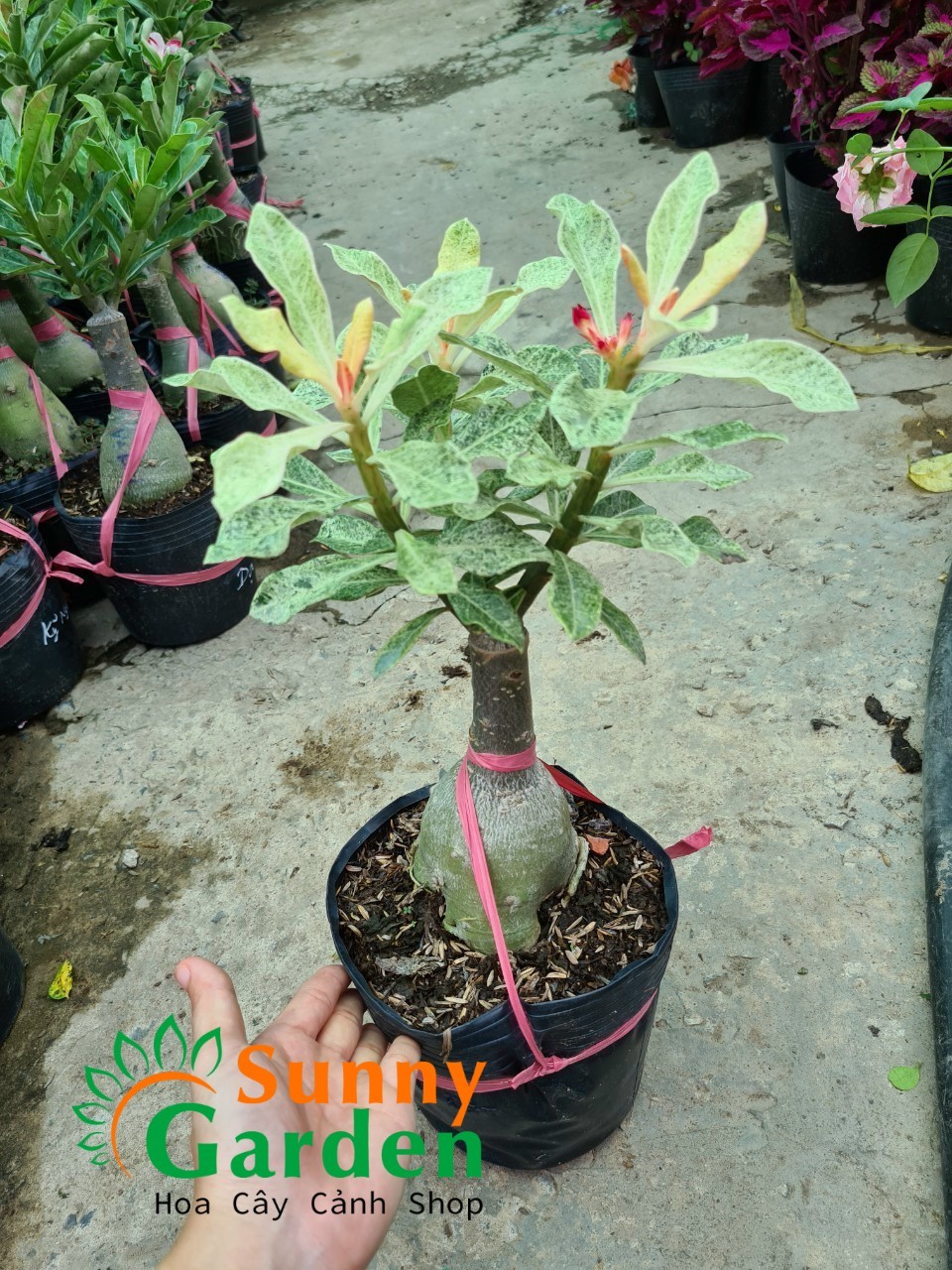 Sứ một cốt lá đốm trắng hồng, cao 20-30cm, hoa đỏ đơn - cây sứ thái, cây chơi lá