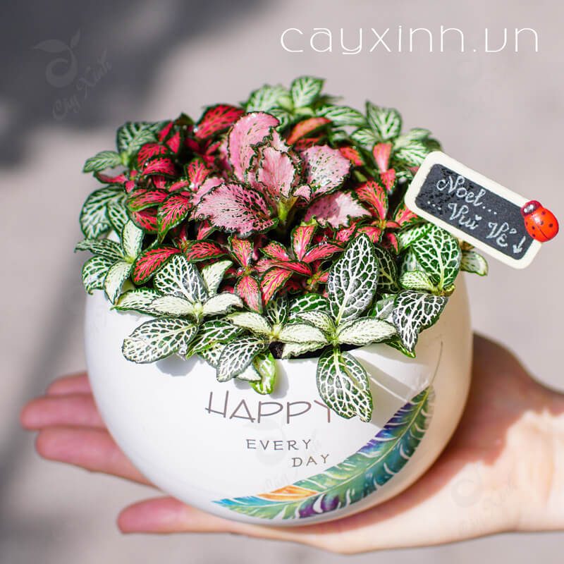 Cây cẩm nhung(cây may mắn)