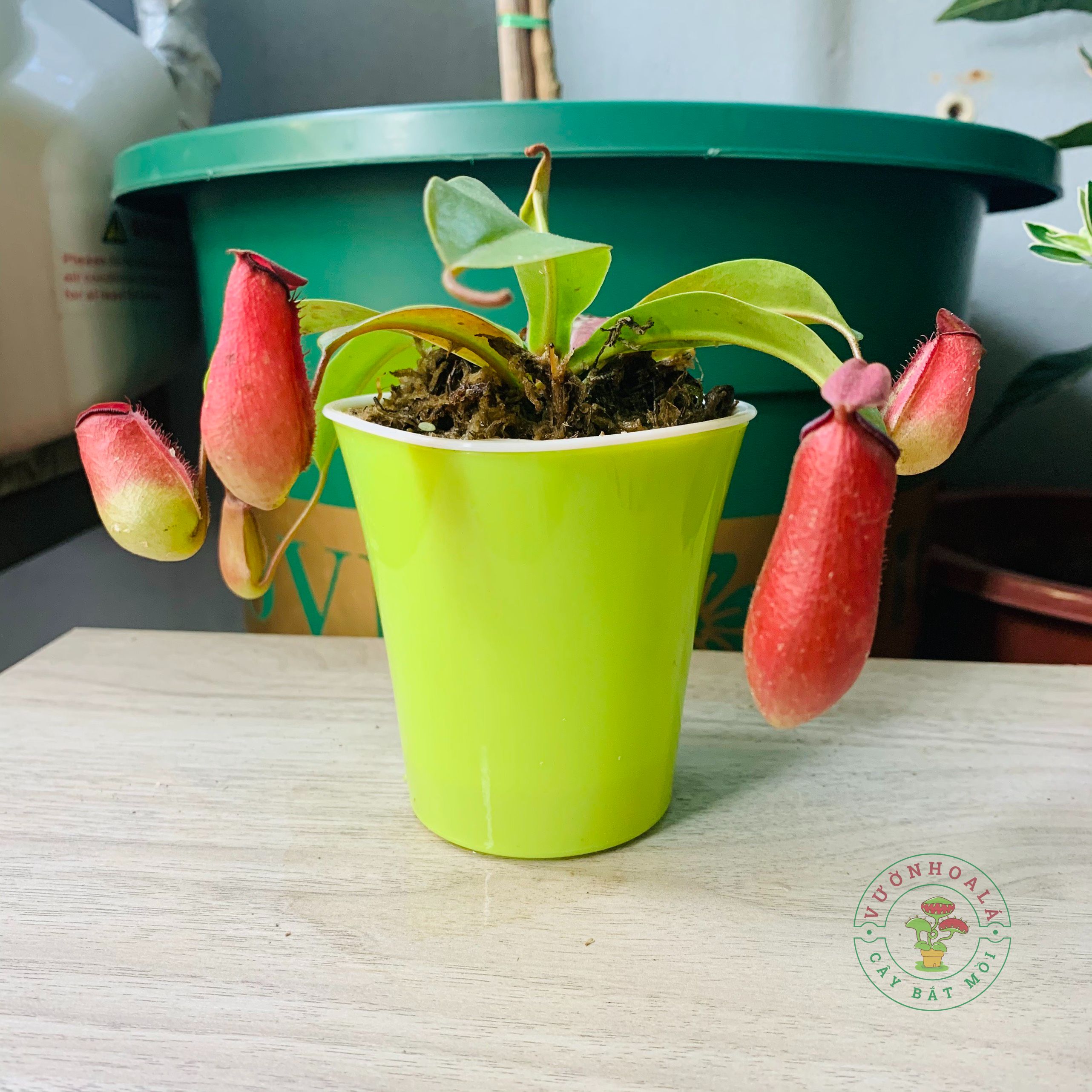 Cây nắp ấm đỏ Gardentech size nhỏ (chậu bán thủy sinh)