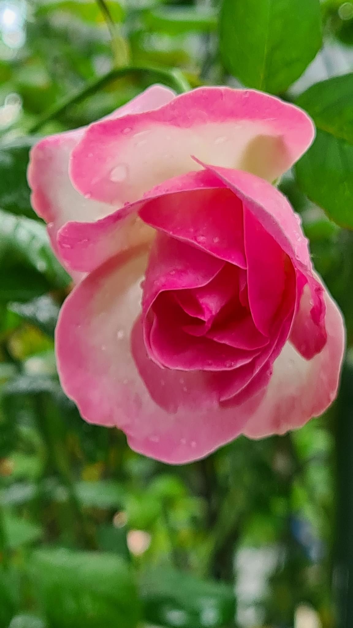 Hoa hồng Ngoại Monaco Rose