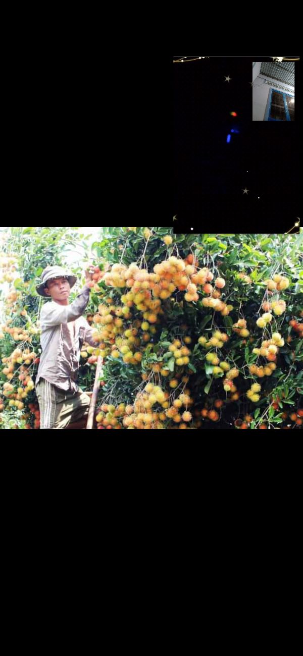Cây chôm chôm ruột vàng