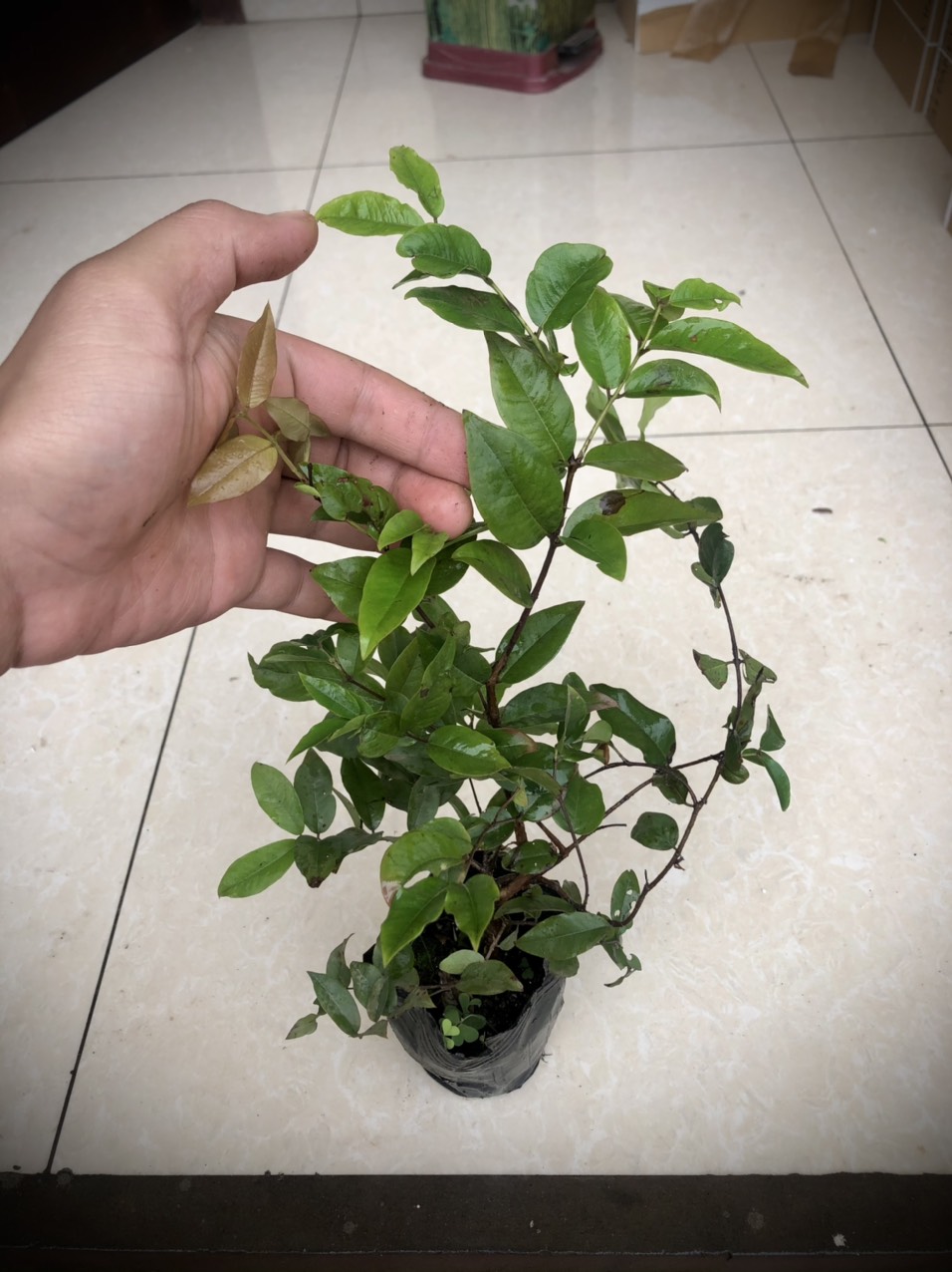 Cây nho thân gỗ tứ quý lá lớn (tem chuẩn giống)