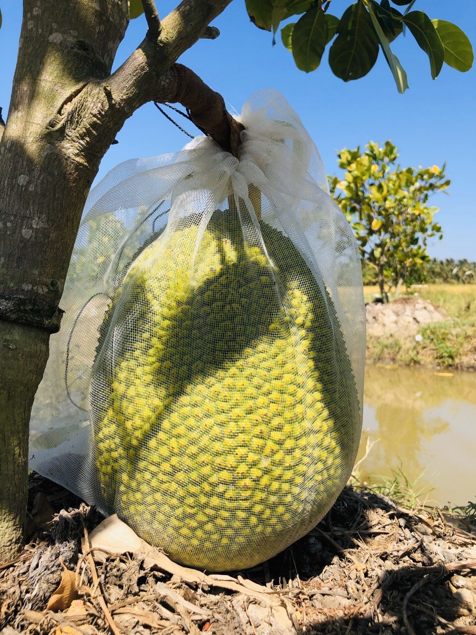 SIÊU LỚN TRÁI MÍT - MAX FRUIT