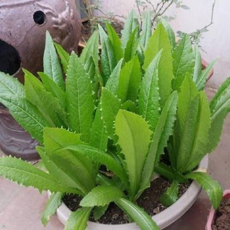 Hạt giống rau cải NHÍP - gói 10 gram