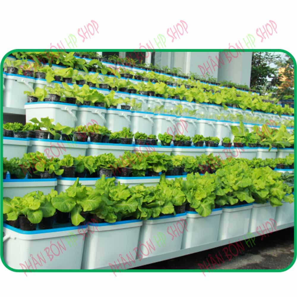 Dinh Dưỡng Thủy Canh Rau Ăn Lá Hydro Leafy (200g)