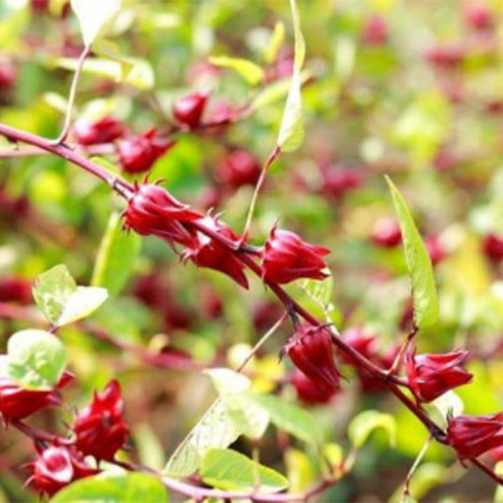 Cây bụp giấm (atiso đỏ) khô 1kg