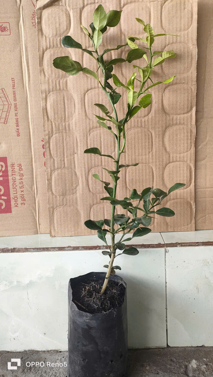 Cây chúc. Chanh thái. 5 cây. HÀNG ĐẸP