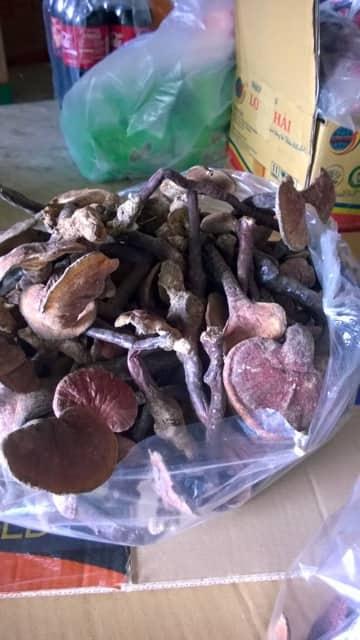 nấm lim xanh 100g