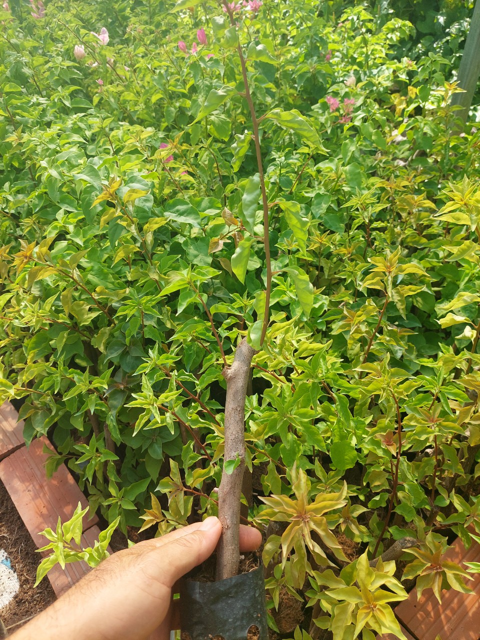 Cây Hoa Giấy Đỏ Lửa (cây giống)