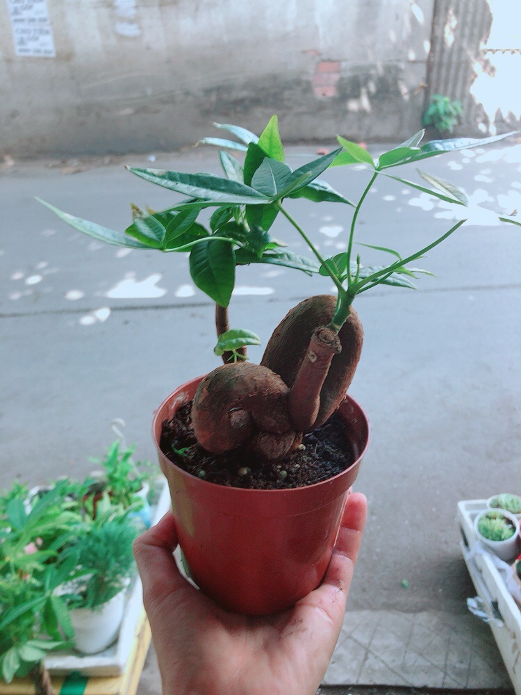 Chậu kim ngân nơ