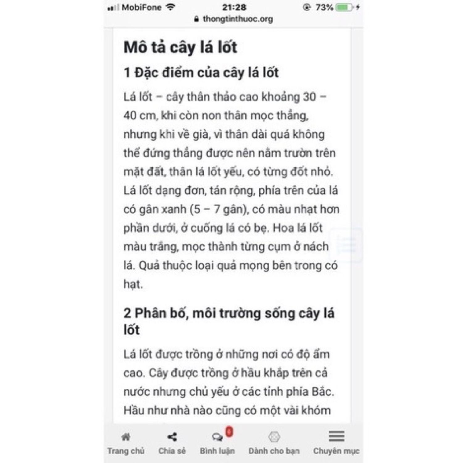 Combo Chậu gồm 5 cây lá lốt