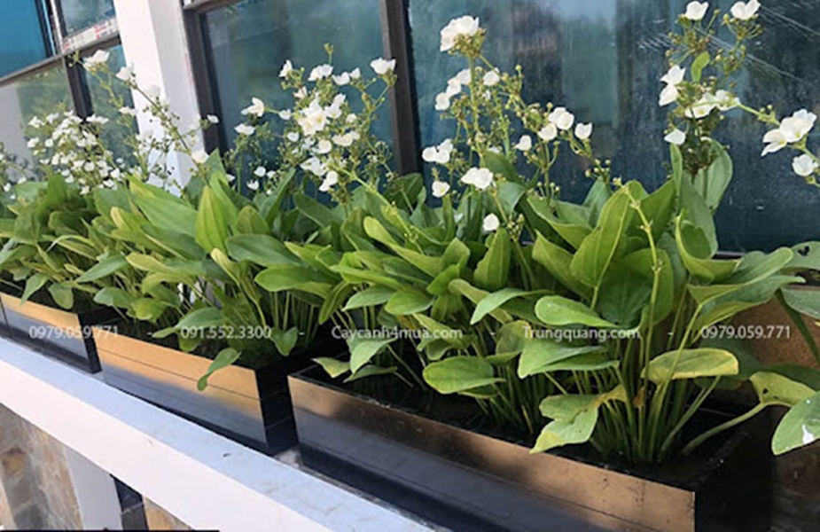 Bách thuỷ tiên  mang đến may mắn thịnh vượng (cây trưởng thành)