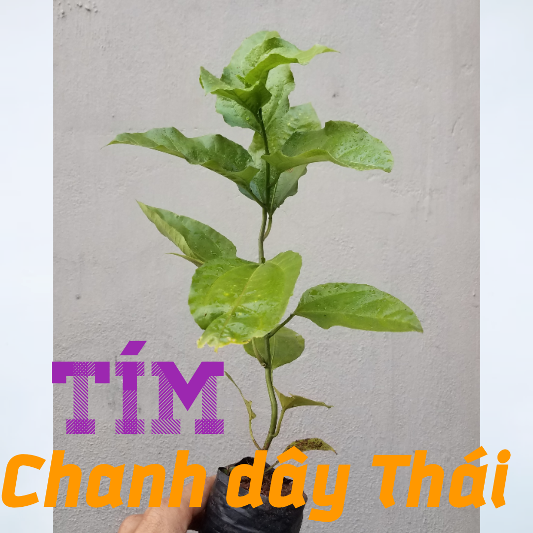 Cây chanh dây vàng