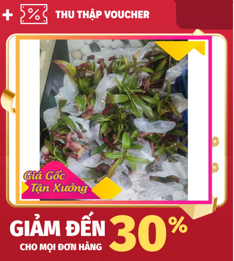 Khu Vườn Cây Nắp Ấm Bắt Muỗi Ruồi Kiến Bao Dễ Trồng .