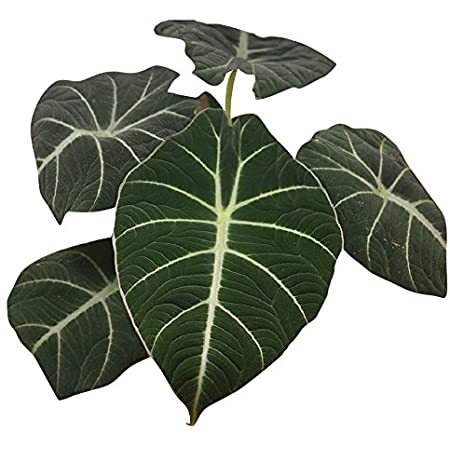 cây alocasia back velvet (môn nhung đen)