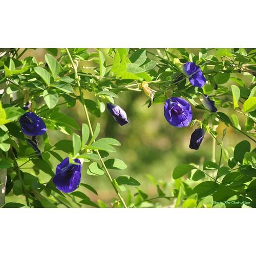 Hạt hoa đậu biếc - gói 30 hạt