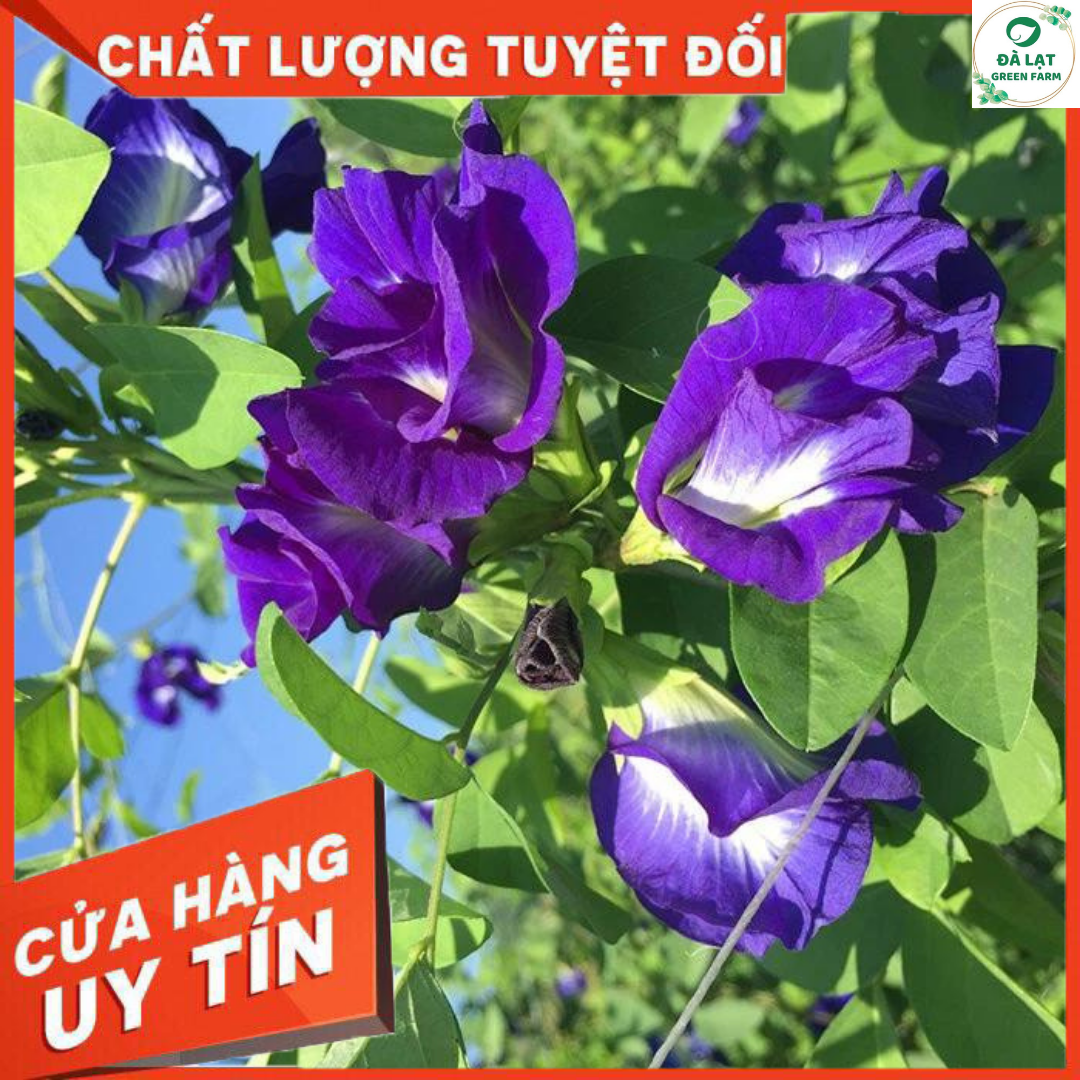 20H - HẠT GIỐNG HOA ĐẬU BIẾC KÉP
