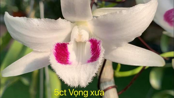 Farm Zone 270 Cốc lan phi điệp đột biến 5 cánh trắng VỌNG XƯA (5CT), hoa cực đẹp, cực hiếm, hàng gieo hạt, cây y hình
