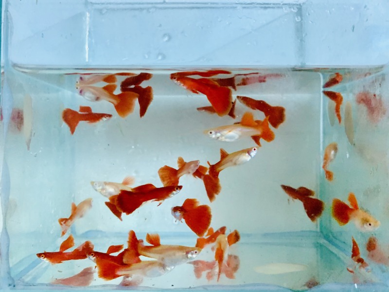 1 Bộ trang trí Full Red + Tặng thùng xốp chống thấm 30x20x10